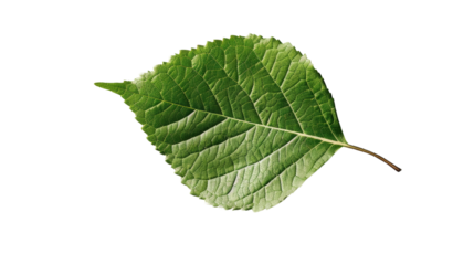a single textured leaf, Isolated on white background.