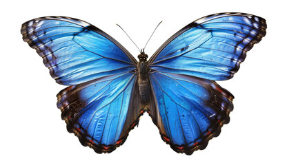 a blue morpho butterfly with its wings spread wide, Isolated on white background.