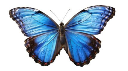 a blue morpho butterfly with its wings spread wide, Isolated on white background.