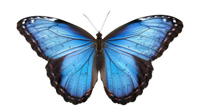 a blue morpho butterfly with its wings spread wide, Isolated on white background.