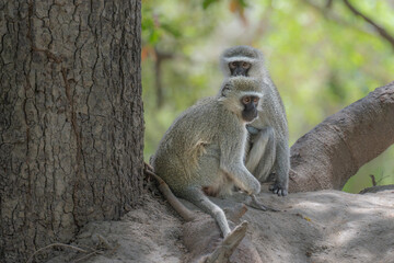 Vervet Monkey Pairl