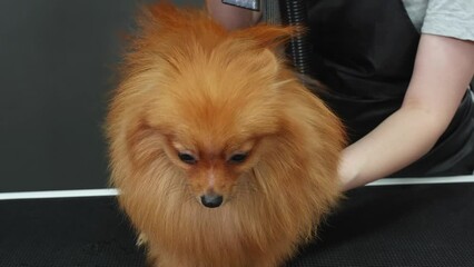 Female groomer blow drying Spitz dog. Closeup of cute furry dog looking away while standing on table. Professional wearing apron is grooming pet animal at salon.