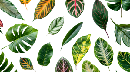 A collection of tropical leaves with bold patterns and vibrant colors, showcasing the diversity of plant life, Isolated on white background.