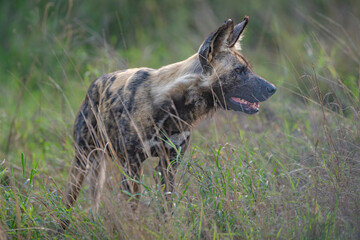 African Wild Dog- Painted Wolf