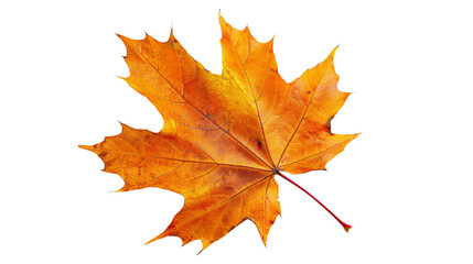 Fototapeta premium a maple leaf in vibrant autumn colors, with its veins clearly visible, Isolated on a white background