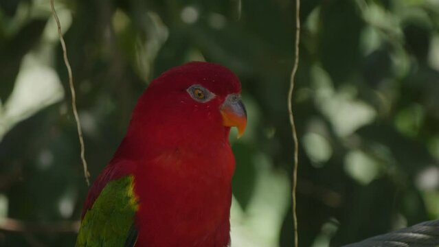 Close-up of the head of a Chattering lory (Lorius garrulus) parrot in Bali Bird park, Indonesia.
