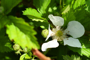 Blackberry flowers in the garden, Beautiful in spring bloom garden. Blackberry bush with white...