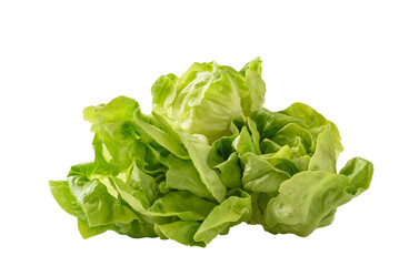 Fresh raw green butterhead lettuce leaf on white background, Vegetable from Organic farm ingredient for cooking healthy or vegetarian food salad in spring and summer season