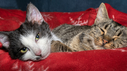 Zwei Hauskatzen im Korb © franke 182