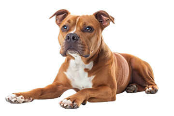 american staffordshire dog isolated