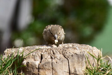 female of bird sparrowPasser domesticus looking for food