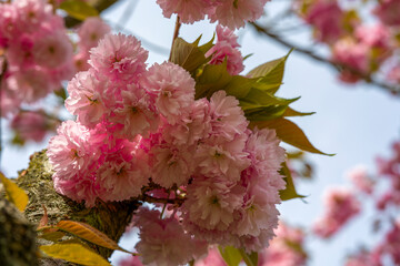 blühende Kirschblüten am Baum