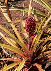 Fototapeta premium Pineapple Plant