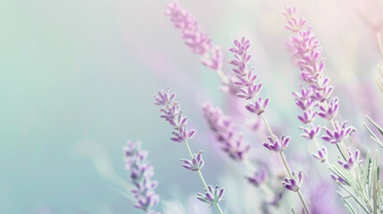 Fototapeta premium Soft pastel gradient from lavender to mint, resembling early spring