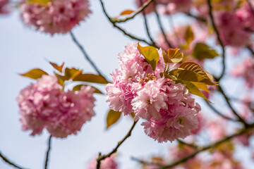 blühende Kirschblüten am Baum