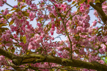 blühende Kirschblüten am Baum