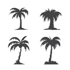 Coconut leaf silhouette, coconut trees