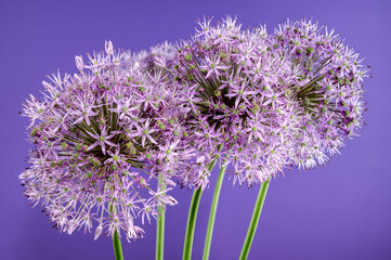 Blooming pink allium aflatunense on a purple background