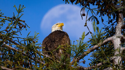 A Bald Eagle with a moon as a backdrop
