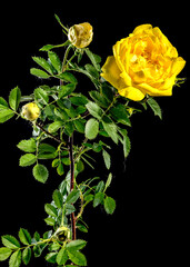 Blooming yellow Climbing rose Golden Showers on a black background