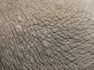 Elephant skin texture. Elephant skin background.