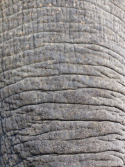 Elephant trunk texture. Close up of a skin of an elephant. Trunk texture.