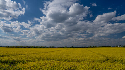 blühende Rapsfelder mit bewölktem Himmel