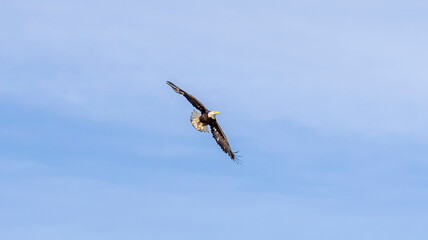 An American Bald Eagle in flight