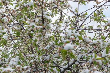 A cherry tree with flowers covered with suddenly fallen snow.