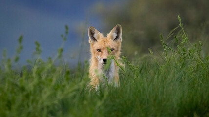 Red Fox looking on in the grass