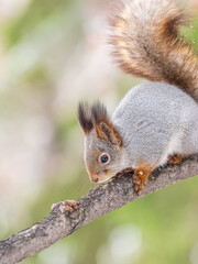The squirrel with nut sits on tree in the winter or late autumn