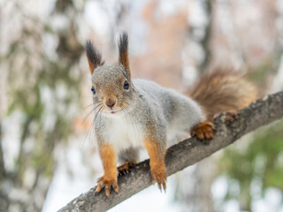 The squirrel with nut sits on tree in the winter or late autumn