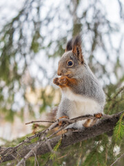 Obraz premium The squirrel with nut sits on tree in the winter or late autumn