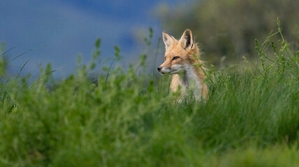 Red Fox looking on in the grass
