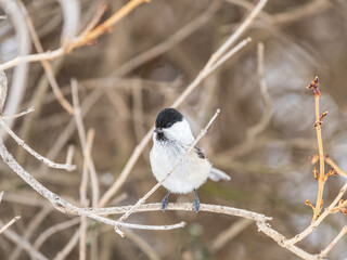 Cute bird the willow tit, song bird sitting on a branch without leaves in the winter.