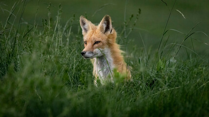 Red Fox looking on in the grass