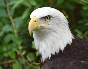 A Bald Eagle (Haliaeetus leucocephalus) in a green forest.