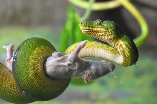 A green tree python eating a mouse. Morelia viridisis is native to Australia and the South Pacific.