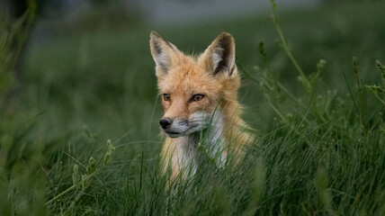 Red Fox looking on in the grass