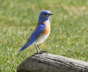 A western Blue Bird sitting on a log