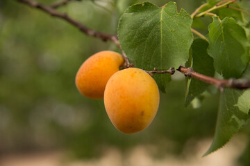 Apricot tree, Australian farming and agriculture