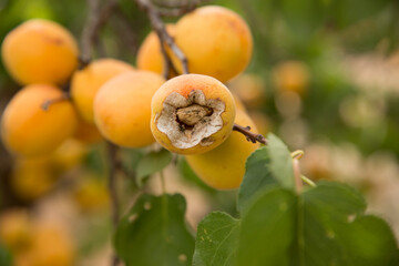 Apricot tree, Australian farming and agriculture
