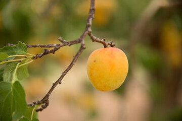Apricot tree, Australian farming and agriculture