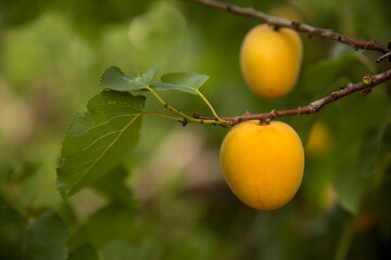 Apricot tree, Australian farming and agriculture