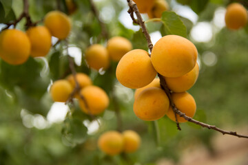 Apricot tree, Australian farming and agriculture