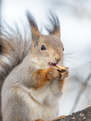 The squirrel with nut sits on tree in the winter or late autumn