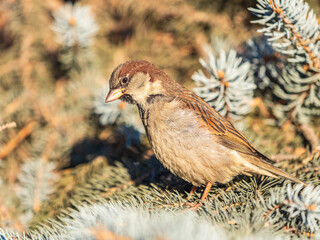 Sparrow sits on a fir branch in the sunset light.