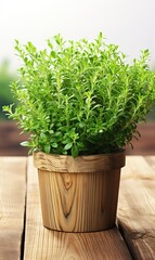 Aromatic green potted thyme on white wooden table.