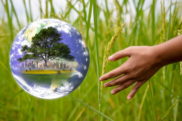 earth day saving world and agricultural farming concept, hand touching ear of rice in paddy field with glob and tree city and field inside, Elements of this image furnished by NASA, 