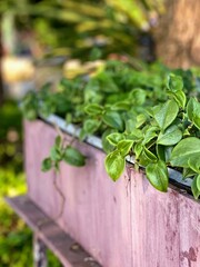 a photography of a planter with green plants growing in it.